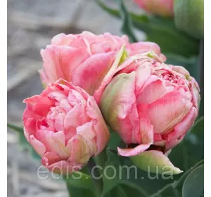 Тюльпан махровий мультифлора Sweet Amy (Світ Емі) 3 цибулинки Тюльпан махровий мультифлора Sweet Amy (Світ Емі) 3 цибулинки