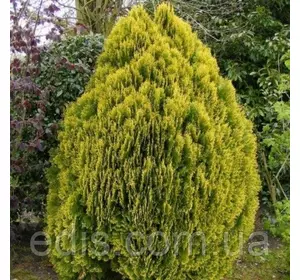 Туя Aurea Nana (Ауреа Нана) у контейнері 2 л Туя Aurea Nana (Ауреа Нана) у контейнері 2 л
