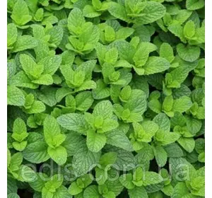 М'ята Мароканская, саджанець Р9 М'ята Мароканская, саджанець Р9