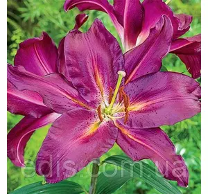 Лілія орієнтальна Gran Tourismo 1 цибулина 12/14 Лілія орієнтальна Gran Tourismo 1 цибулина 12/14