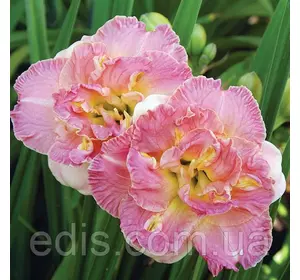 Лілейник Lacy Doily кореневище Лілейник Lacy Doily кореневище