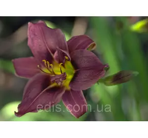 Лілейник Blue Sheen кореневище Лілейник Blue Sheen кореневище