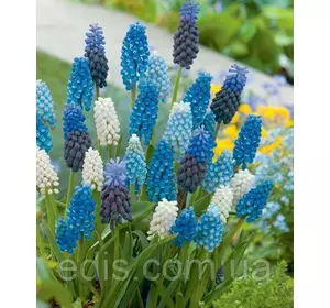 Мускарі суміш 10 цибулин Мускарі суміш 10 цибулин