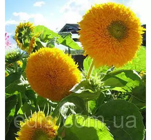 Соняшник декоративний махровий високий 2 г, насіння Яскрава Соняшник декоративний махровий високий 2 г, насіння Яскрава