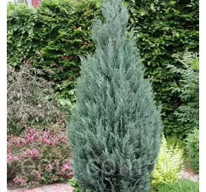 Кипарисовик White Spot (Лавсона Вайт Спот) у контейнері Кипарисовик White Spot (Лавсона Вайт Спот) у контейнері