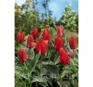 Тюльпан гібрид Грейга Red Riding Hood (Ред Райдін Гуд) 3 цибулини Тюльпан гібрид Грейга Red Riding Hood (Ред Райдін Гуд) 3 цибулини