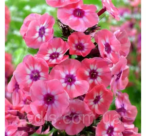 Флокс Larissa Флокс Larissa