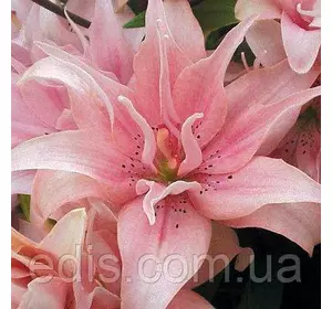 Лілія азіатська махрова Aphrodite (Афродіта) 1 цибулина 12/14 Лілія азіатська махрова Aphrodite (Афродіта) 1 цибулина 12/14
