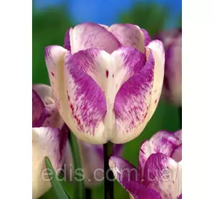 Тюльпан Тріумф Shirley Dream (Ширлі Дрім) 3 цибулинки 11/12 Тюльпан Тріумф Shirley Dream (Ширлі Дрім) 3 цибулинки 11/12