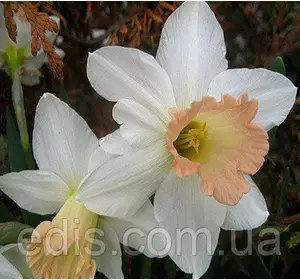 Нарцис Корончатий Salome (Саломе) 2 цибулини Нарцис Корончатий Salome (Саломе) 2 цибулини