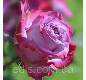 Троянди чайно-гібридна Діп Воте (Deep Water) Троянди чайно-гібридна Діп Воте (Deep Water)