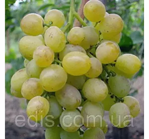 Виноград Захват Виноград Захват