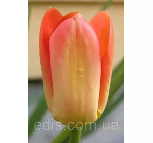 Тюльпан гібрид Фостера Orange Breeze (Оранж Бриз) 3 цибулинки Тюльпан гібрид Фостера Orange Breeze (Оранж Бриз) 3 цибулинки