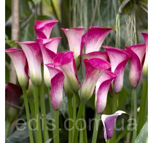 Калла бульбова Peppermint Twist (Пепермінт Твіст) 1 бульба 12/14 Калла бульбова Peppermint Twist (Пепермінт Твіст) 1 бульба 12/14