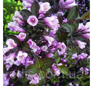 Вейгела Nana Purpurea (Нана Пурпуреа), саджанець Вейгела Nana Purpurea (Нана Пурпуреа), саджанець