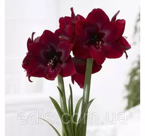 Гіппеаструм Red (Ред) 1 цибулина 24/26 Гіппеаструм Red (Ред) 1 цибулина 24/26