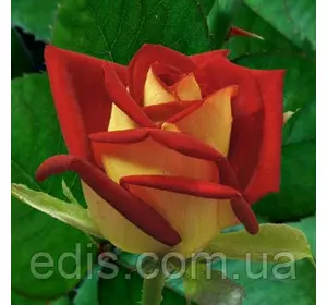 Троянда Нью Фешн (New Fashion) чайно-гібридна Троянда Нью Фешн (New Fashion) чайно-гібридна