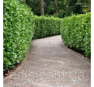 Лавровишня лікарська Rotundifolia у контейнері Лавровишня лікарська Rotundifolia у контейнері