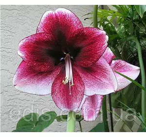 Гіппеаструм Daphne (Дафна) 1 цибулина 24/26 Гіппеаструм Daphne (Дафна) 1 цибулина 24/26