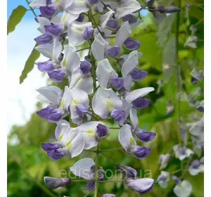 Гліцинія Prolific 4-річна у контейнері 2 л Гліцинія Prolific 4-річна у контейнері 2 л