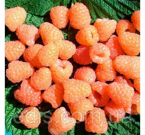 Малина Валентина Малина Валентина