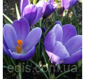 Крокус Великоквітковий Grand Maitre 5 цибулин Крокус Великоквітковий Grand Maitre 5 цибулин