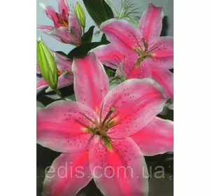 Лілія орієнтальна Cascade (Каскейд) 1 цибулина 12/14 Лілія орієнтальна Cascade (Каскейд) 1 цибулина 12/14