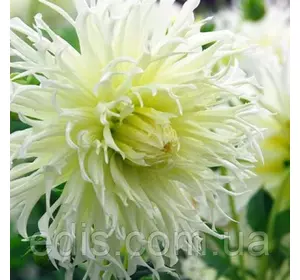 Жоржина Фимбриата Tsuku-Yori-No-Shisha Жоржина Фимбриата Tsuku-Yori-No-Shisha