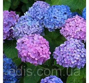 Гортензія Hamburg (Гамбург) Гортензія Hamburg (Гамбург)