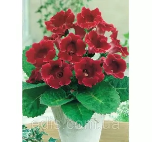 Глоксинія Red King (Ред Кінг) 1 бульба Глоксинія Red King (Ред Кінг) 1 бульба