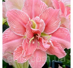 Гіппеаструм махровий Sweet Nymph (Світ Німф), 1 цибулина 22/24 Гіппеаструм махровий Sweet Nymph (Світ Німф), 1 цибулина 22/24
