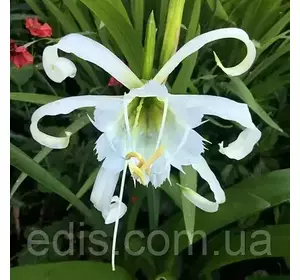 Гіменокалліс (ісмене) Zwanenburg 1 цибулина 14/16 Гіменокалліс (ісмене) Zwanenburg 1 цибулина 14/16