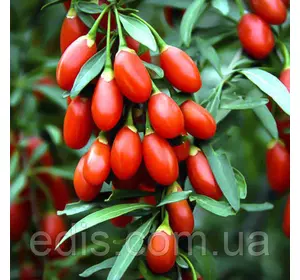 Ягоди Годжі Korean Big (Корен Біг) у контейнері Ягоди Годжі Korean Big (Корен Біг) у контейнері