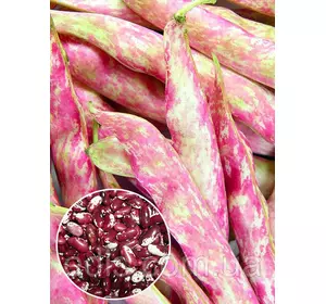 Квасоля Ластівка 30 г (кущова), насіння Яскрава Квасоля Ластівка 30 г (кущова), насіння Яскрава