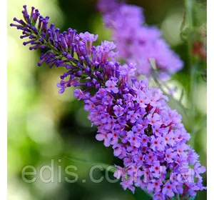 Буддлея Давида Lochinch у контейнері (1л) Буддлея Давида Lochinch у контейнері (1л)