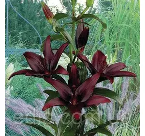 Лілія азіатська Landini (Ландіні) 1 цибулина 12/14 Лілія азіатська Landini (Ландіні) 1 цибулина 12/14