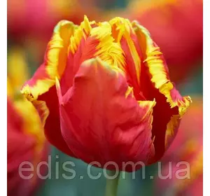 Тюльпан папуговий Bright Parrot (Брайт Перрот) 3 цибулини /уп. Тюльпан папуговий Bright Parrot (Брайт Перрот) 3 цибулини /уп.