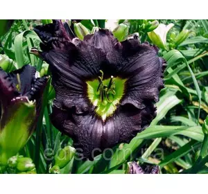 Лілейник Longfields Black Magic Лілейник Longfields Black Magic