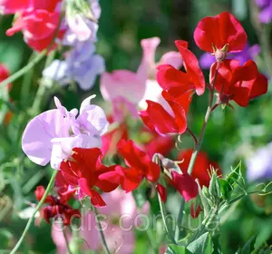 Горошок запашний Кеннет 1,0 г, Яскрава Горошок запашний Кеннет 1,0 г, Яскрава