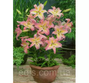 Лілія низькоросла Pink Pixie (Пінк Пікс) 1 цибулина 12/14 Лілія низькоросла Pink Pixie (Пінк Пікс) 1 цибулина 12/14