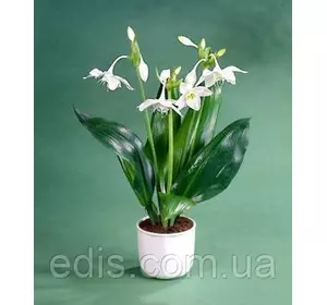 Еухаріс (амазонська лілія) Еухаріс (амазонська лілія)