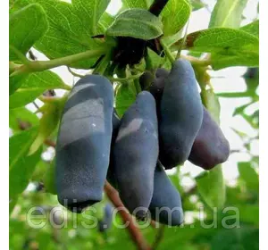 Жимолость Лакомка Жимолость Лакомка