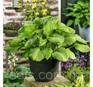 Хоста Guacemole (Гуакамоле) кореневище Хоста Guacemole (Гуакамоле) кореневище