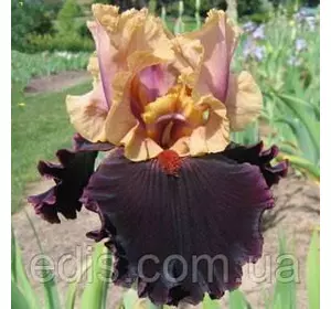 Ірис високий бородатий Prague (Прага) Ірис високий бородатий Prague (Прага)