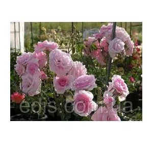 Роза Лілі Марлен (Lili Marlene) патіо Роза Лілі Марлен (Lili Marlene) патіо