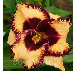 Лілейник Open My Eyas Лілейник Open My Eyas