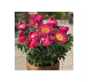 Півонія низькорослий Oslo (Осло) контейнер 2,5 л. Півонія низькорослий Oslo (Осло) контейнер 2,5 л.