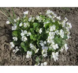 Фіалка сестринська Ельза Камбс (Viola sororia Elza Cumbs) Фіалка сестринська Ельза Камбс (Viola sororia Elza Cumbs)