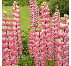 Люпин The Chatelaine Люпин The Chatelaine