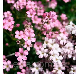 Гіпсофіла багаторічна рожева, саджанець 2-річний, ВКС Гіпсофіла багаторічна рожева, саджанець 2-річний, ВКС